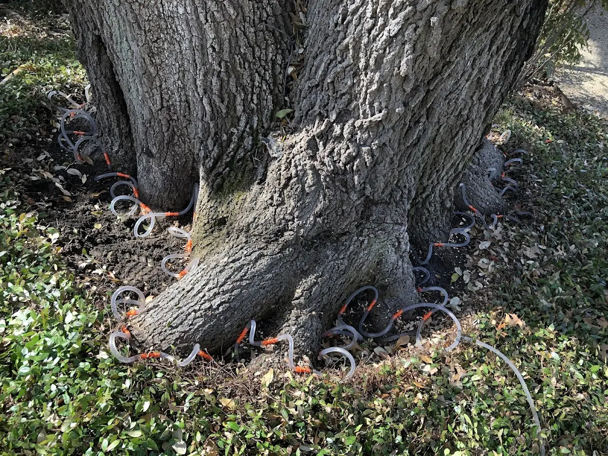 Detailed Tree Cabling and Bracing job site in Christmas