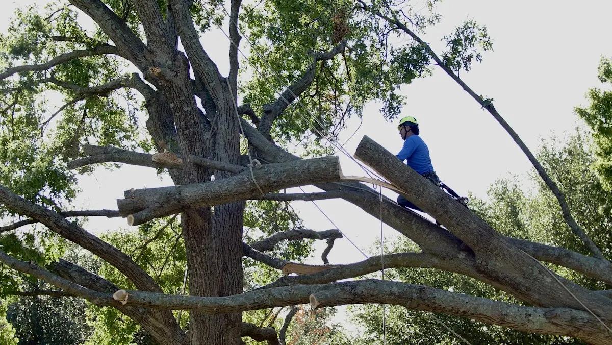 Professional Hazardous Tree Removal performed by certified arborists in Christmas