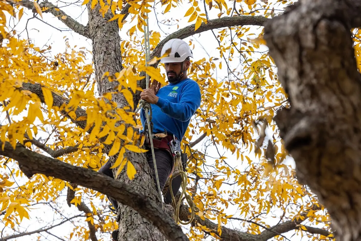 Skilled Tree Planing crew working in Christmas
